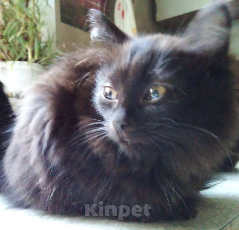 Кошки в Москве: 🧡  ( Персик )  –  Благодарный   домашний  котёнок  –  в  добрую  семью Мальчик, Бесплатно - фото 5