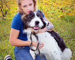 Собаки в Наро-Фоминске: Самый обаятельный и обнимательный: Гиджет Мальчик, Бесплатно - фото 5