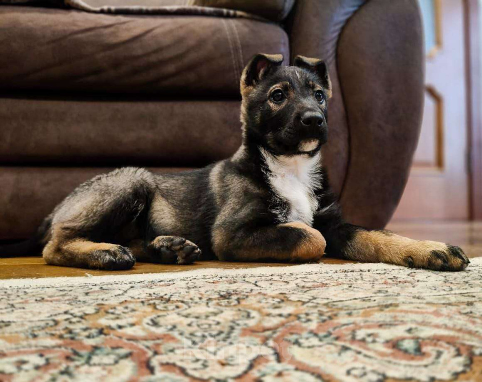 Собаки в Москве: Очаровательная малышка в поиске дома. Девочка, Бесплатно - фото 3