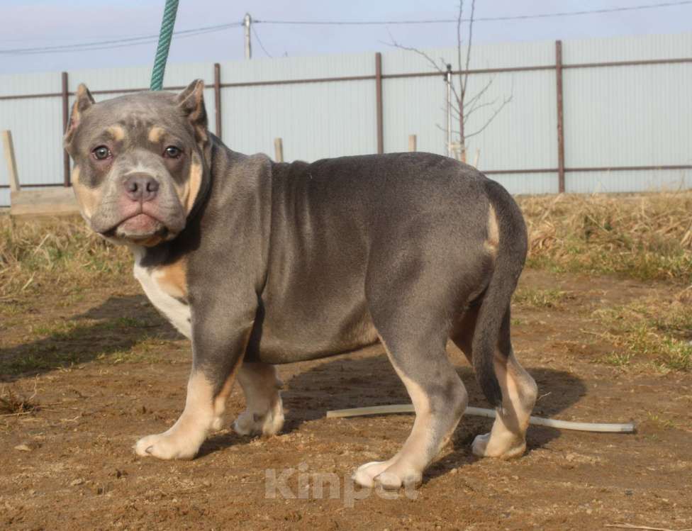 Собаки в Всеволожске: ММ ДОН РАМОН Мальчик, Бесплатно - фото 2