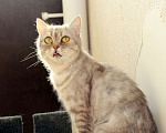 Кошки в Калуге: Юна — молодая шотландская кошка в добрые руки. Девочка, Бесплатно - фото 2