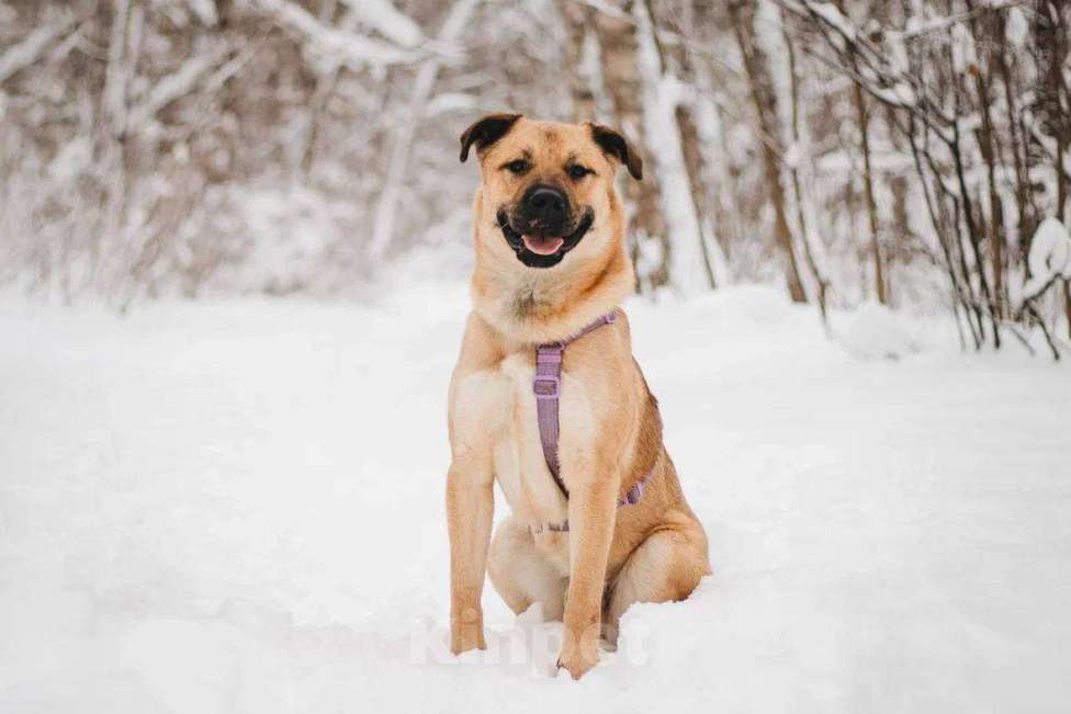 Собаки в Москве: Йен ищет дом Мальчик, Бесплатно - фото 1