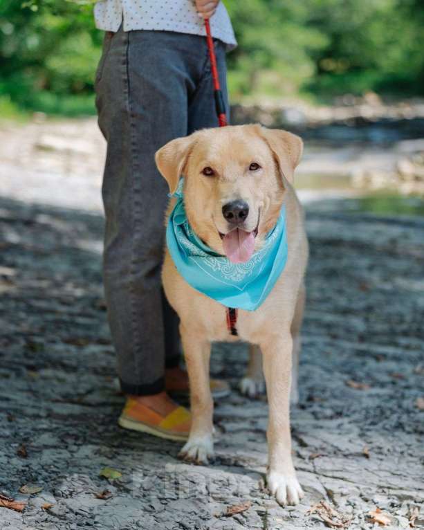 Собаки в Москве: Собака компаньон Мальчик, Бесплатно - фото 6