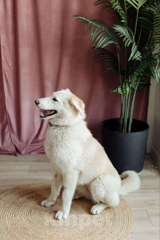 Собаки в Москве: Мики щенок  Девочка, Бесплатно - фото 3