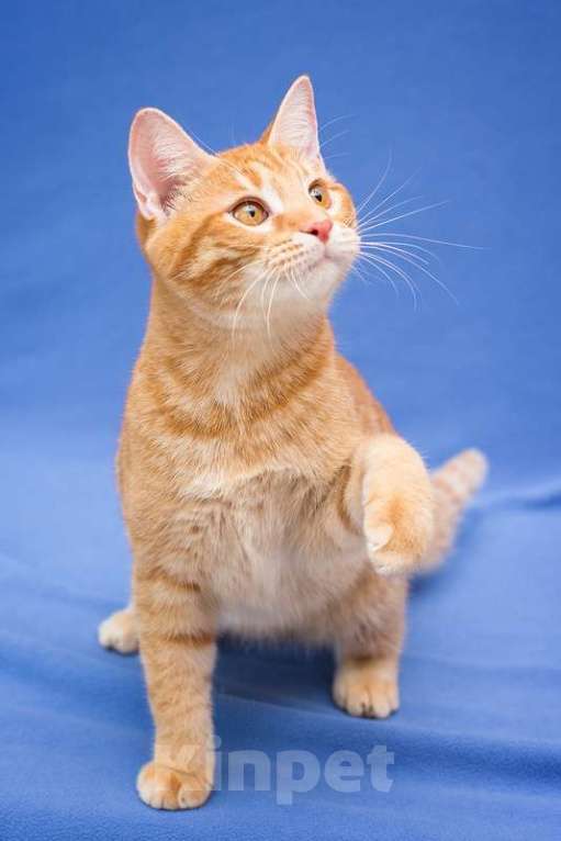 Кошки в Москве: Рыжий котенок Чери в добрые руки Девочка, 1 руб. - фото 6