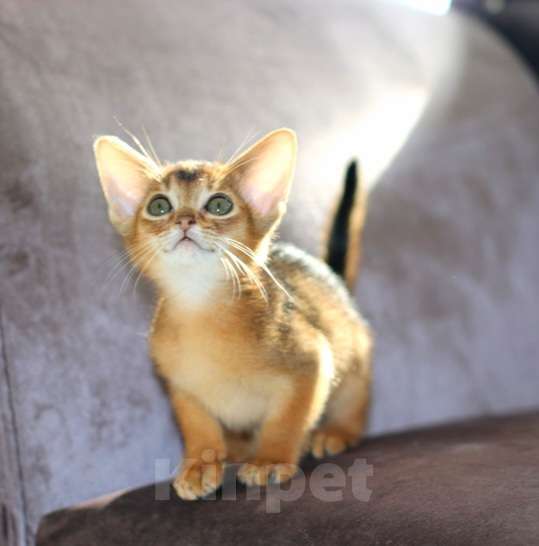 Кошки в Москве: Девочка дикого окраса Мальчик, 75 000 руб. - фото 1