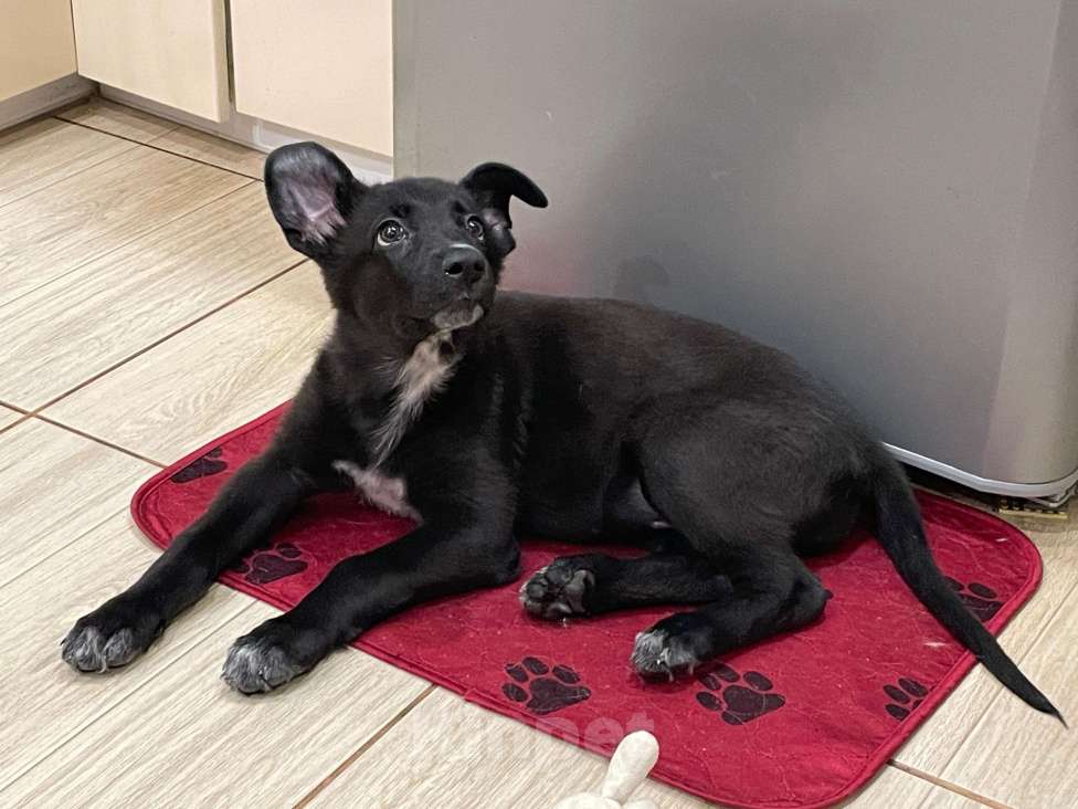 Собаки в Долгопрудном: Ищу дом! Девочка, Бесплатно - фото 4