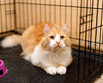 Кошки в Москве: Самый ласковый в мире молодой котик Рон ищет дом и доброе сердце Мальчик, 10 руб. - фото 3