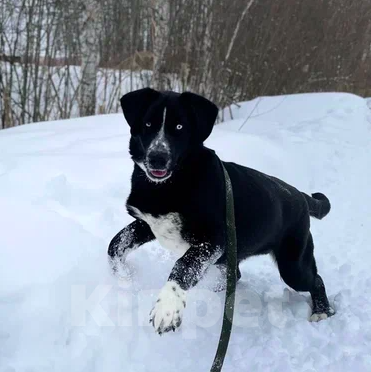 Собаки в Москве: Кускус Мальчик, Бесплатно - фото 2