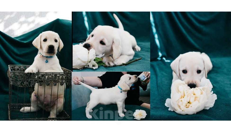 Собаки в Владимире: Лабрадор-ретривер, щенок Мальчик, Бесплатно - фото 1