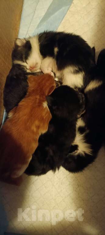 Кошки в других городах Новосибирской области: Котята Мейн-кун  Мальчик, 16 000 руб. - фото 3