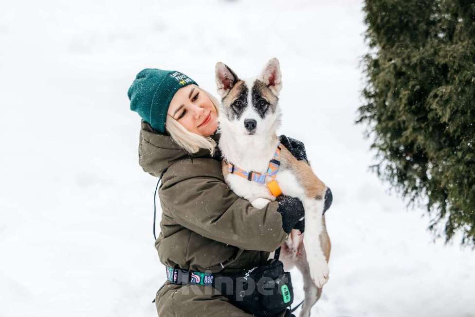 Собаки в Москве: Яркая Рина ищет дом Девочка, Бесплатно - фото 6