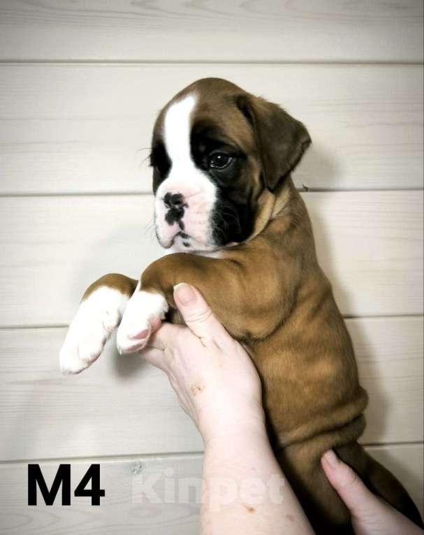 Собаки в других городах Иркутской области: Щенки немецкого боксëра Разнополые, 50 руб. - фото 5