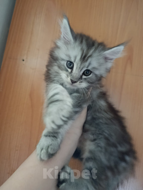 Кошки в Санкт-Петербурге: Котик Мальчик, 45 000 руб. - фото 1