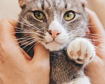 Кошки в Москве: Самый ласковый кот в мире Кузя в поисках дома! Мальчик, 10 руб. - фото 9