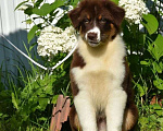Собаки в Москве: Щенки Австралийской овчарки Мальчик, 55 000 руб. - фото 1