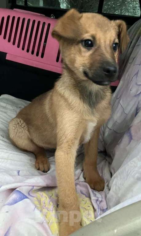 Собаки в Москве: Рыжий щенок Дэйл Мальчик, Бесплатно - фото 2