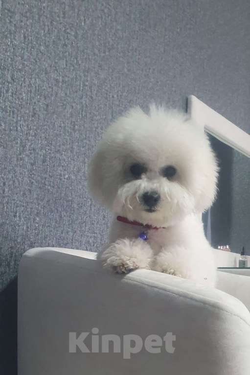 Собаки в Волжском: Щенок с прекрасными данными Девочка, Бесплатно - фото 2