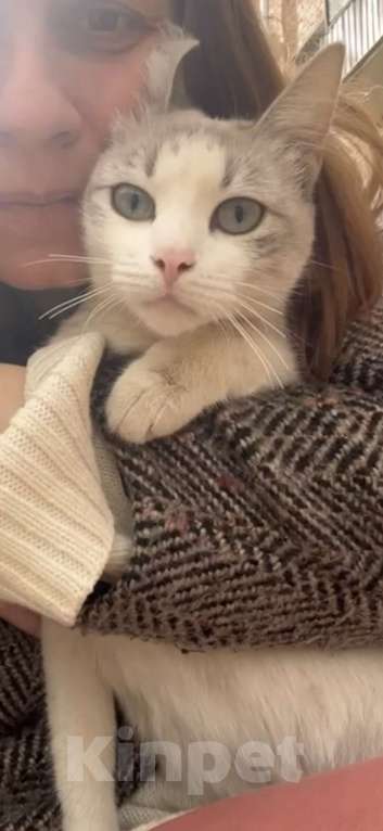 Кошки в других городах Московской области: Голубоглазая девочка Девочка, Бесплатно - фото 4