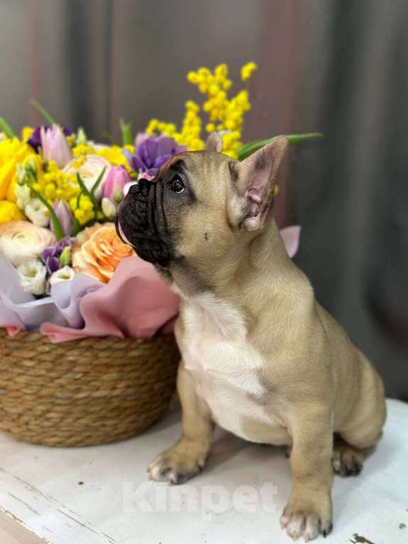 Собаки в Москве: Французский бульдог Мальчик, 55 000 руб. - фото 8