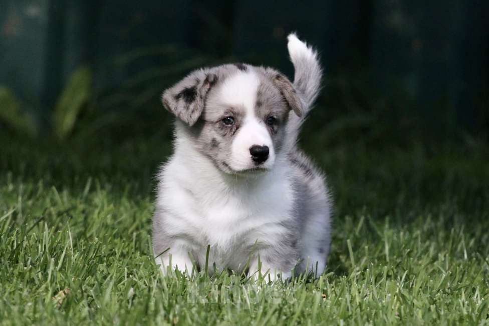 Собаки в Москве: Вельш корги кардиган Девочка, 80 000 руб. - фото 2