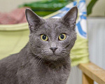 Кошки в Москве: Шерри, русская голубая. Красавица кошечка в добрые руки. Девочка, Бесплатно - фото 1