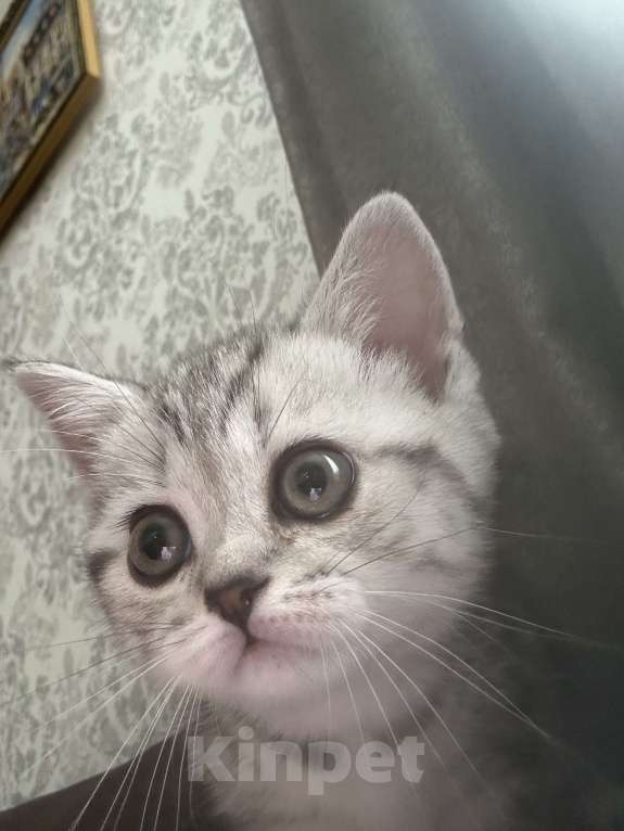 Кошки в Казани: Шотландская вислоухая кошечка Девочка, 5 000 руб. - фото 2