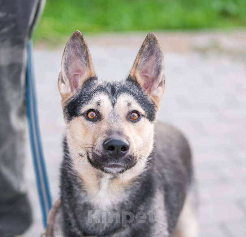 Собаки в Москве: Овчарка Джеф в добрые руки Мальчик, 1 руб. - фото 3