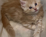 Кошки в Челябинске: Котята породы Мейн-кун Мальчик, 12 000 руб. - фото 1