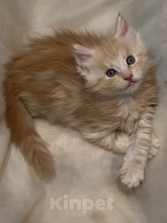 Кошки в Челябинске: Котята породы Мейн-кун Мальчик, 12 000 руб. - фото 1