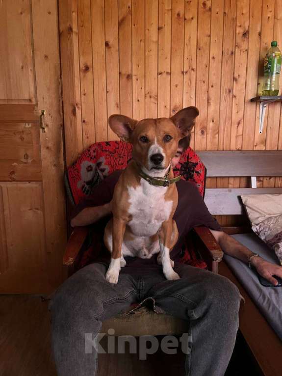 Собаки в других городах Тверской области: Дастин Мальчик, 5 000 руб. - фото 5