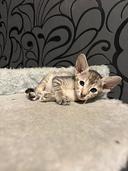 Ориентальная кошечка