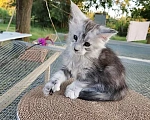 Кошки в Астрахани: Котята мейн-кун Разнополые, 20 000 руб. - фото 2
