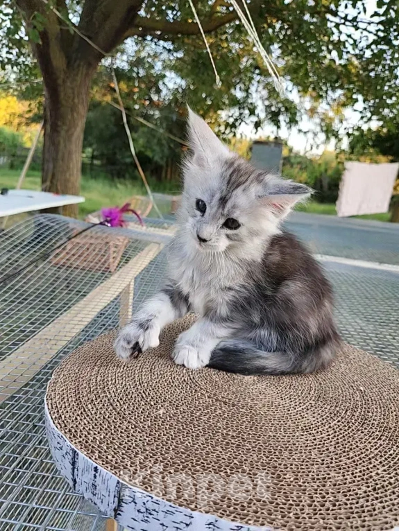 Кошки в Астрахани: Котята мейн-кун Разнополые, 20 000 руб. - фото 2