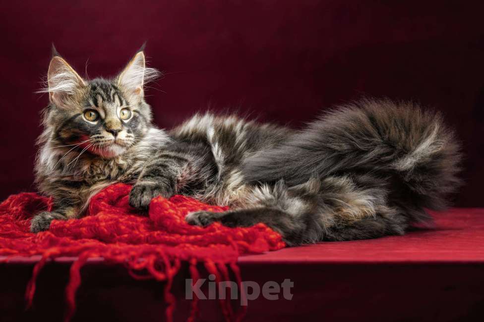 Кошки в других городах Ленинградской области: Котята мей-куна Мальчик, 45 000 руб. - фото 9