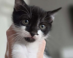 Кошки в Краснодаре: Котенок от мамы "египетская мау" папы шотландского вислоухого Мальчик, Бесплатно - фото 1