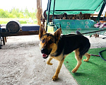 Собаки в Бронницах: Ищет дом или передержку метис овчарки кобель молодой Мальчик, 1 руб. - фото 3