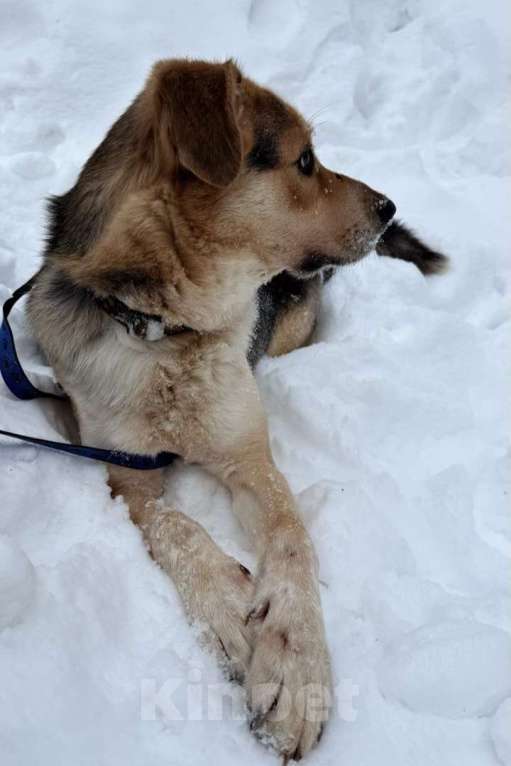 Собаки в Москве: Мартин ищет дом  Мальчик, Бесплатно - фото 3