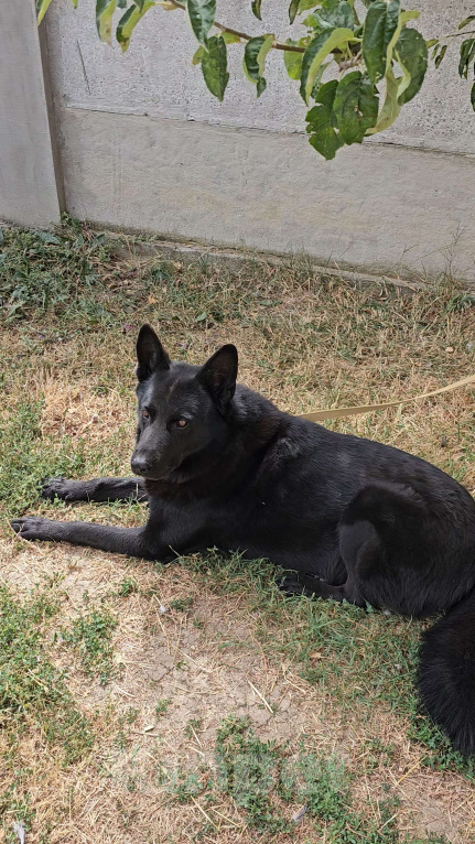 Собаки в других городах Крыма: Пропала собака, чёрная немецкая овчарка  Мальчик, Бесплатно - фото 2