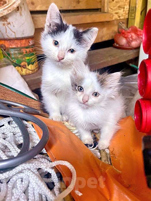 Кошки в Москве: Три славных котенка, мальчик и девочки ищут дом Девочка, 10 руб. - фото 2