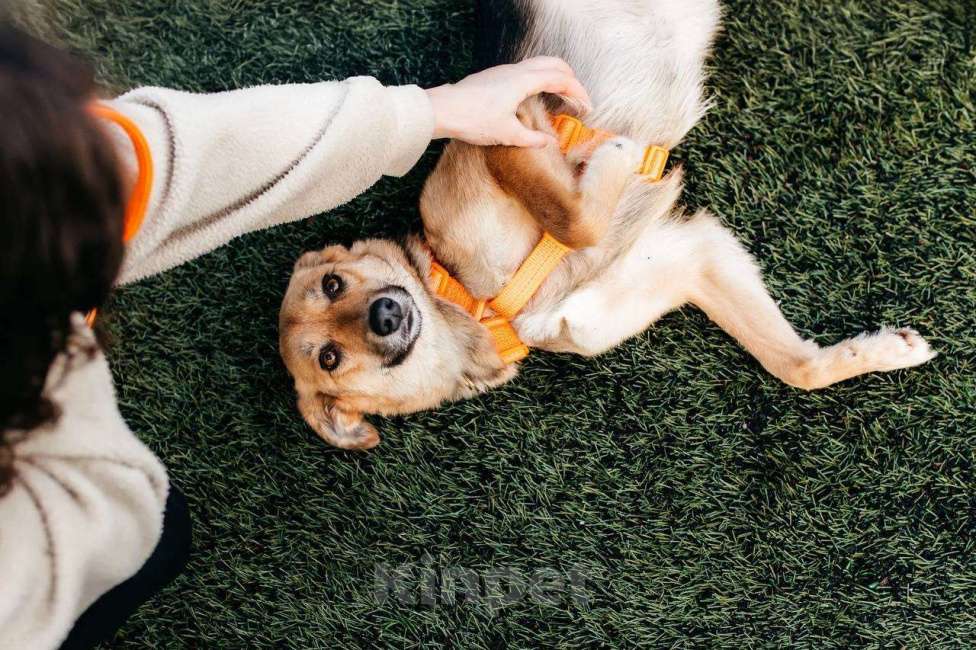 Собаки в Москве: Юнити в поисках билета в счастливую жизнь! Девочка, Бесплатно - фото 3