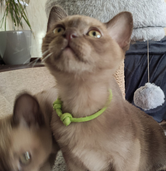 Котенок европейской бурмы