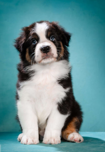 Собаки в других городах Московской области: Австралийская овчарка, щенок Мальчик, 80 000 руб. - фото 2