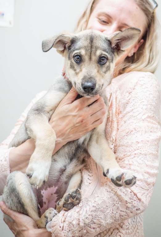 Собаки в Москве: Щенок Фиби  Девочка, Бесплатно - фото 2