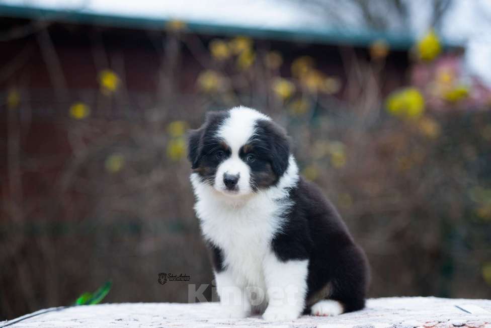 Собаки в Москве: Миниатюрная американская овчарка (мини-аусси) Мальчик, 100 000 руб. - фото 3