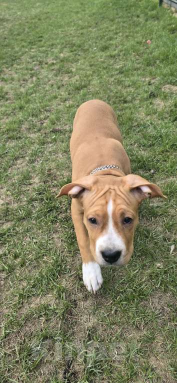 Собаки в других городах Московской области: Клубный щенок амстаффа Мальчик, 40 000 руб. - фото 4