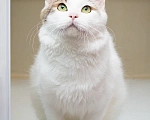 Кошки в Москве: Котик Милош Клыкович  Мальчик, Бесплатно - фото 5