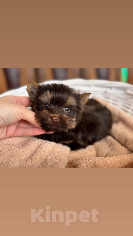 Собаки в Москве: Мальчик Шоколадный Йорк Мальчик, 50 000 руб. - фото 4