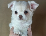 Собаки в Новосибирске: Чихуахуа снежная и очень нежная малышка Девочка, Бесплатно - фото 2