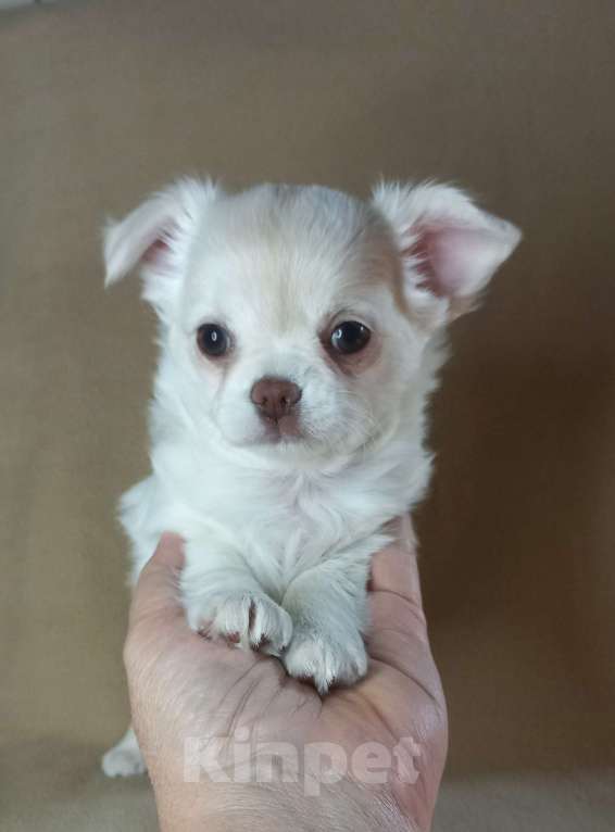 Собаки в Новосибирске: Чихуахуа снежная и очень нежная малышка Девочка, Бесплатно - фото 2